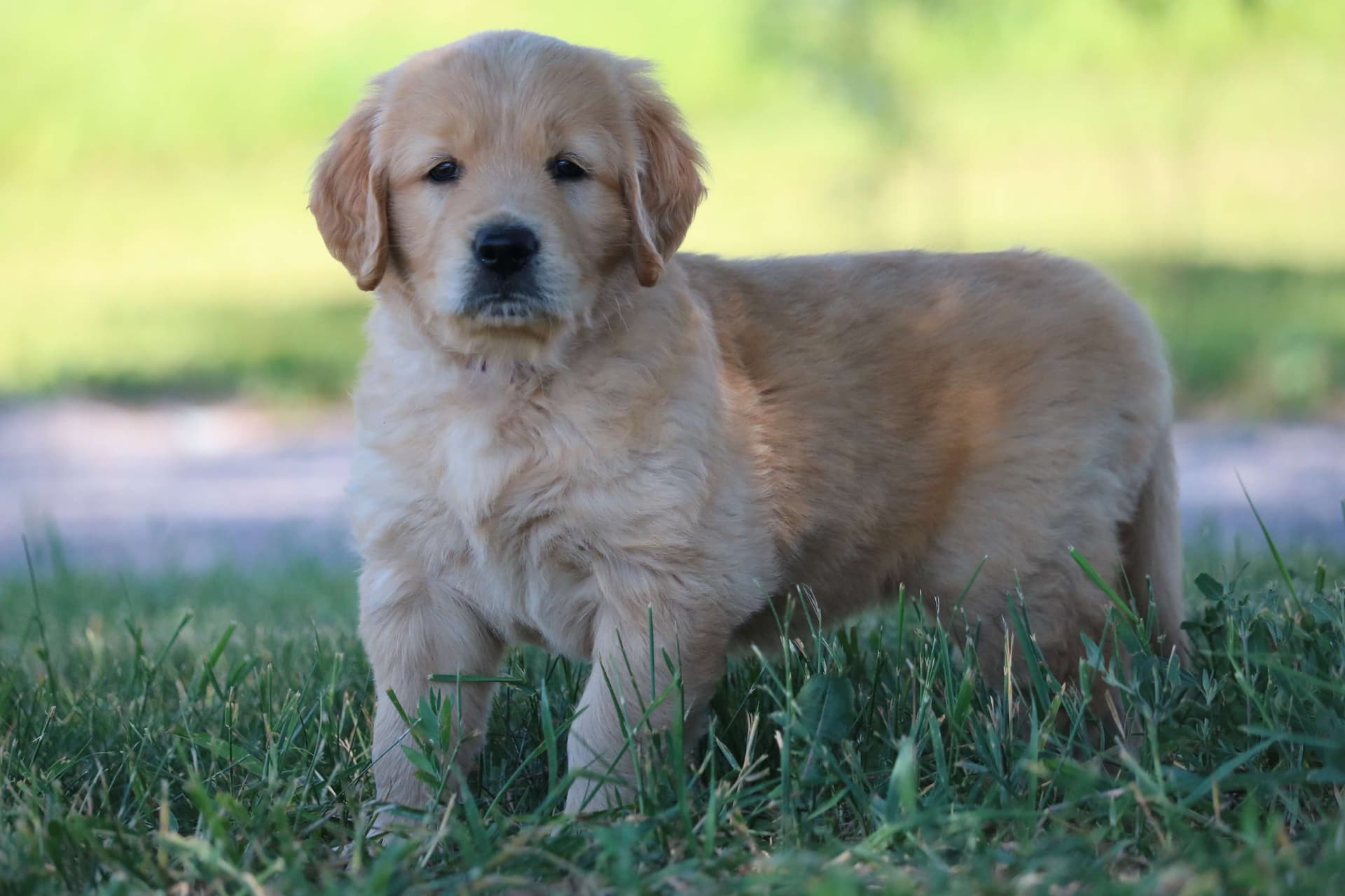 Golden Retriever puppy