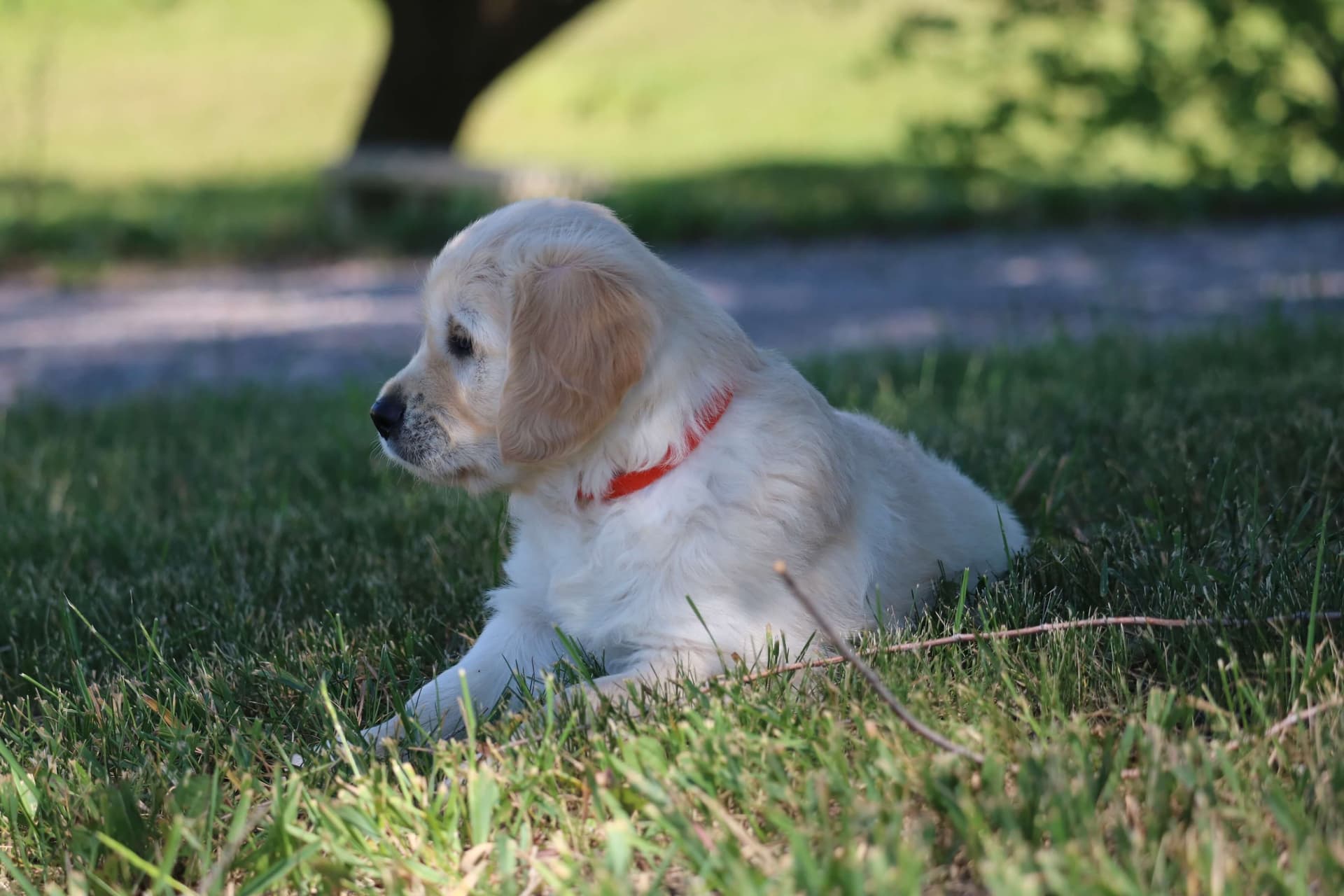 Golden Retriever puppy