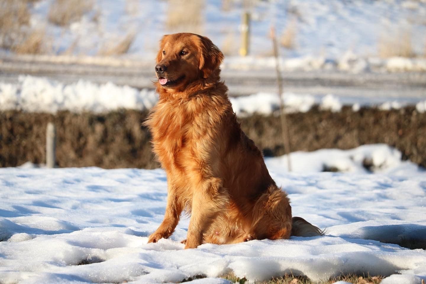 Yogi
