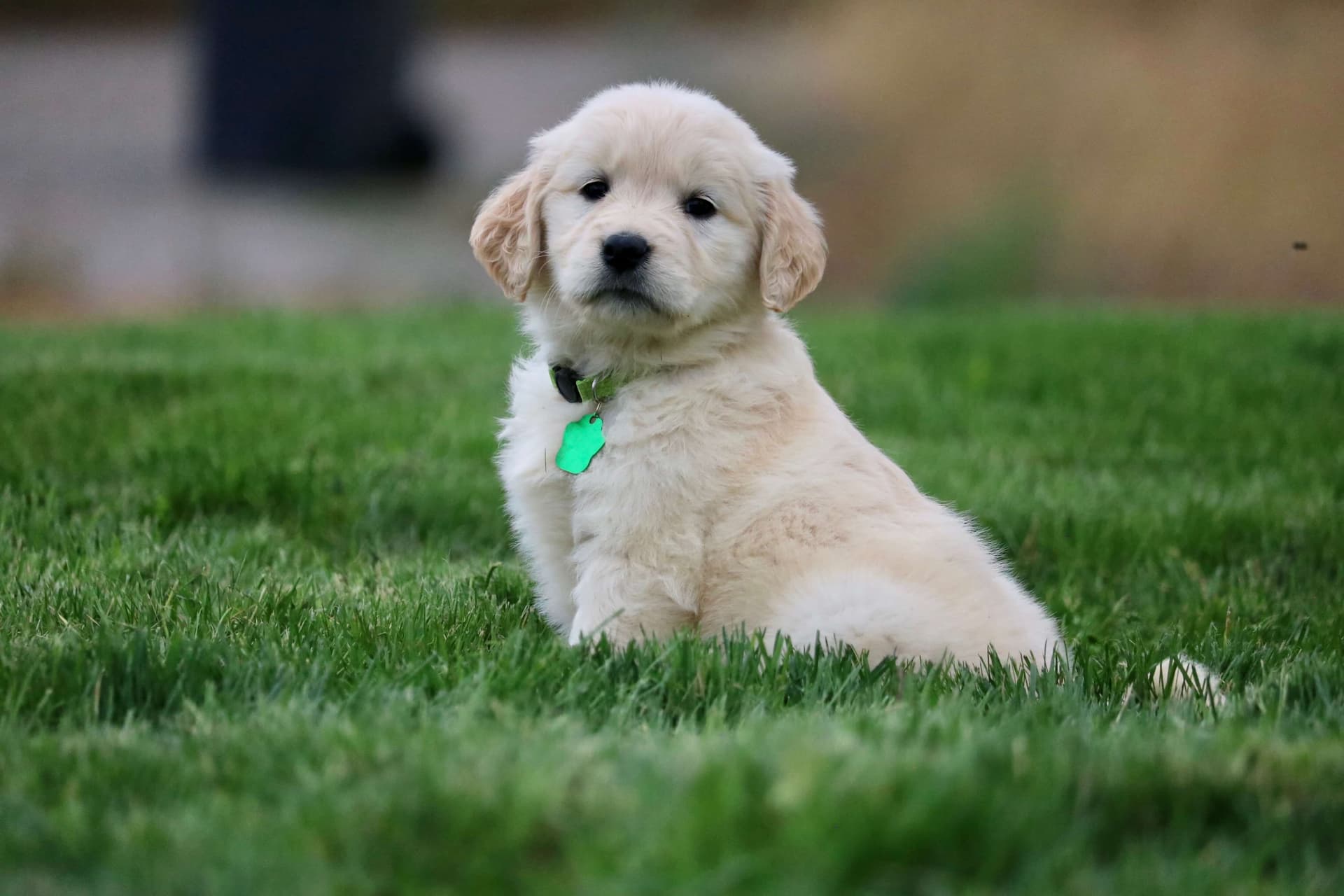 Golden Retriever puppy